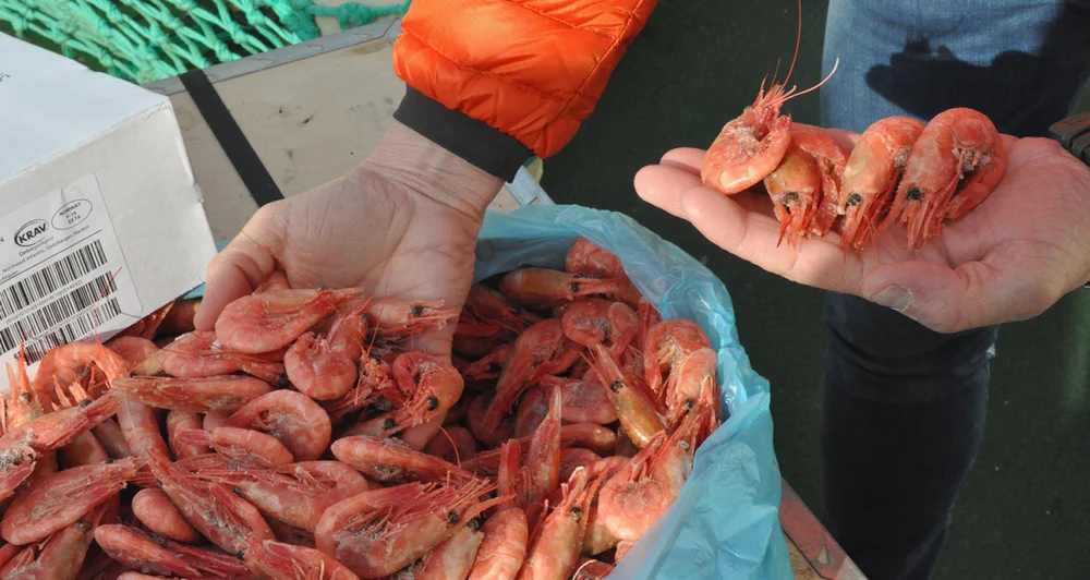 Rekefiske arctic swan foto odd kristian dahle fiskebåt 22