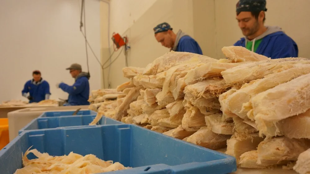 Stor verdiskaping i villfisknaeringen