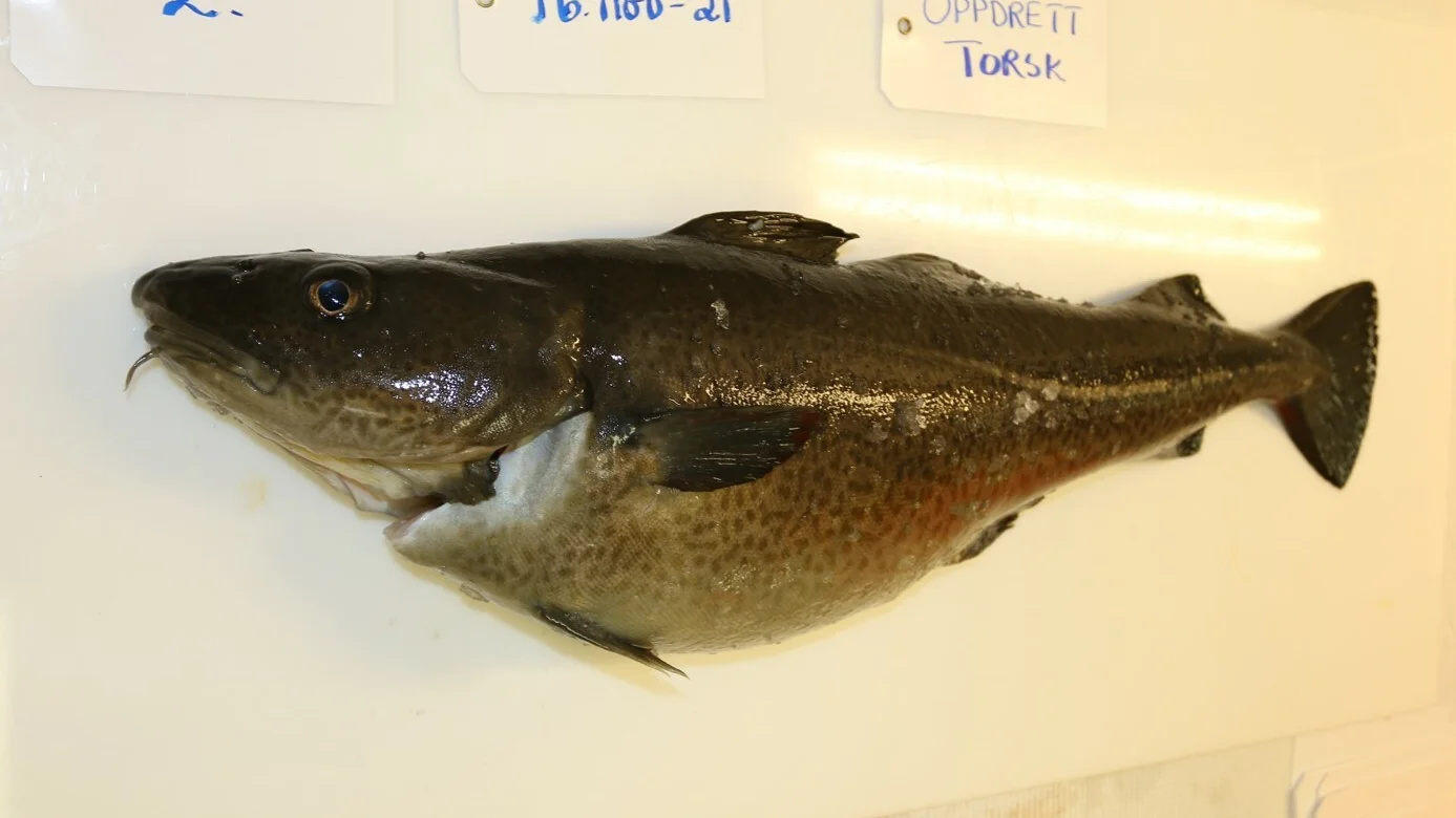 Oppdrettstorsk