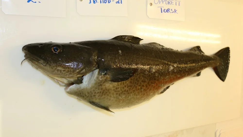 Oppdrettstorsk