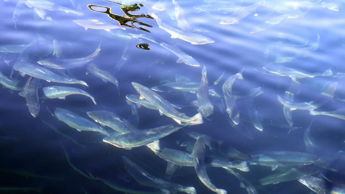 Oppdrettslaks IKKE GJENBRUK foto ntb