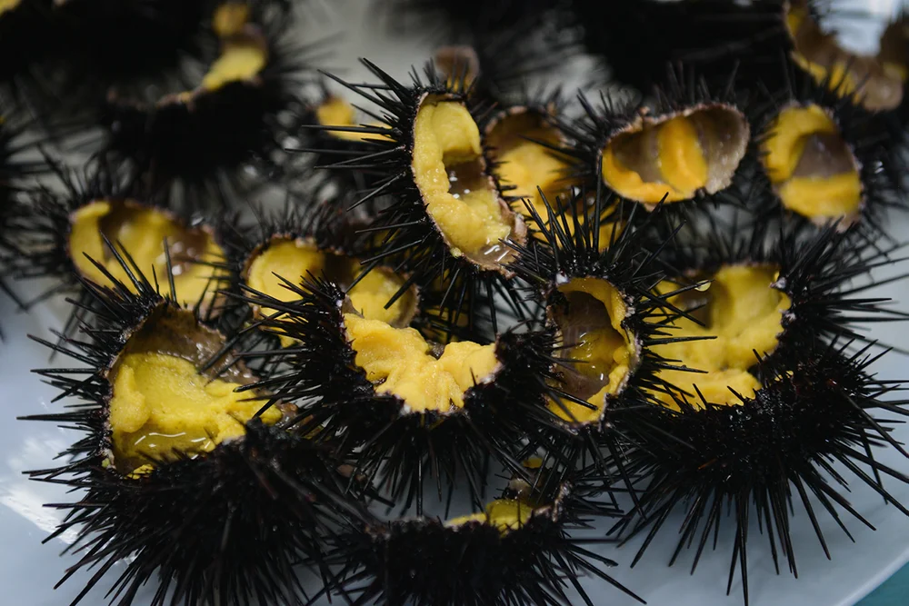 Kråkebolle sjømat Urchinomics foto Urchinomics 11