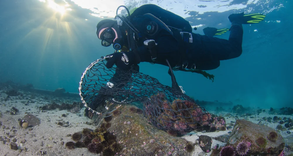 Urchinomics kråkebolle fangst tromsø foto Urchinomics 11