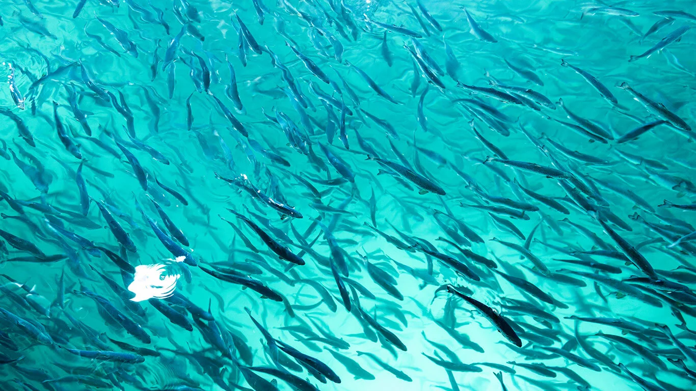 First smolt release March22 18