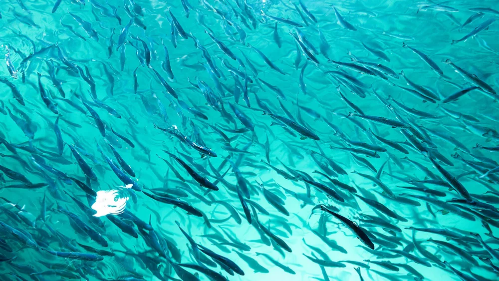 First smolt release March22 18