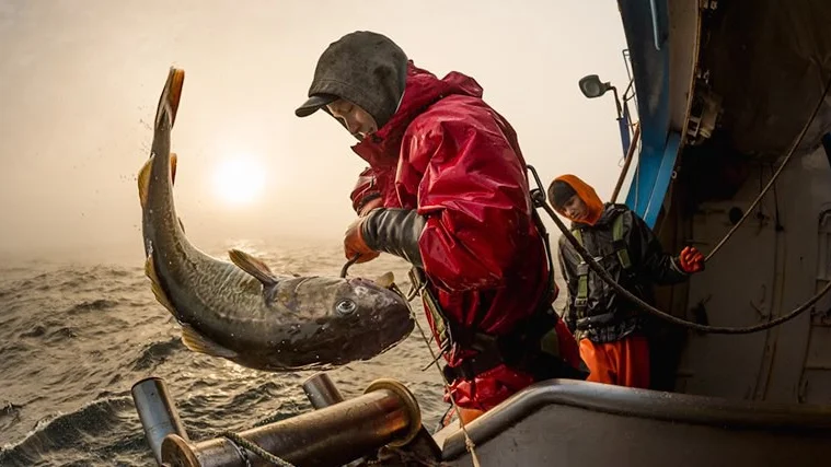 Offshoretilsette vil paa linefiske