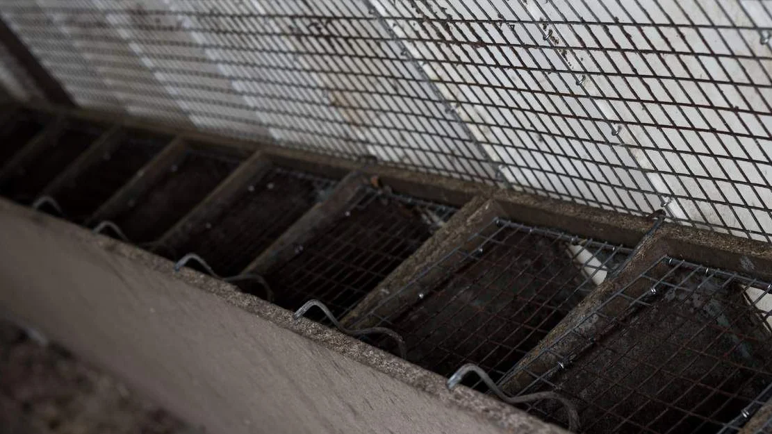 Fleirtal vil forby pelsoppdrett