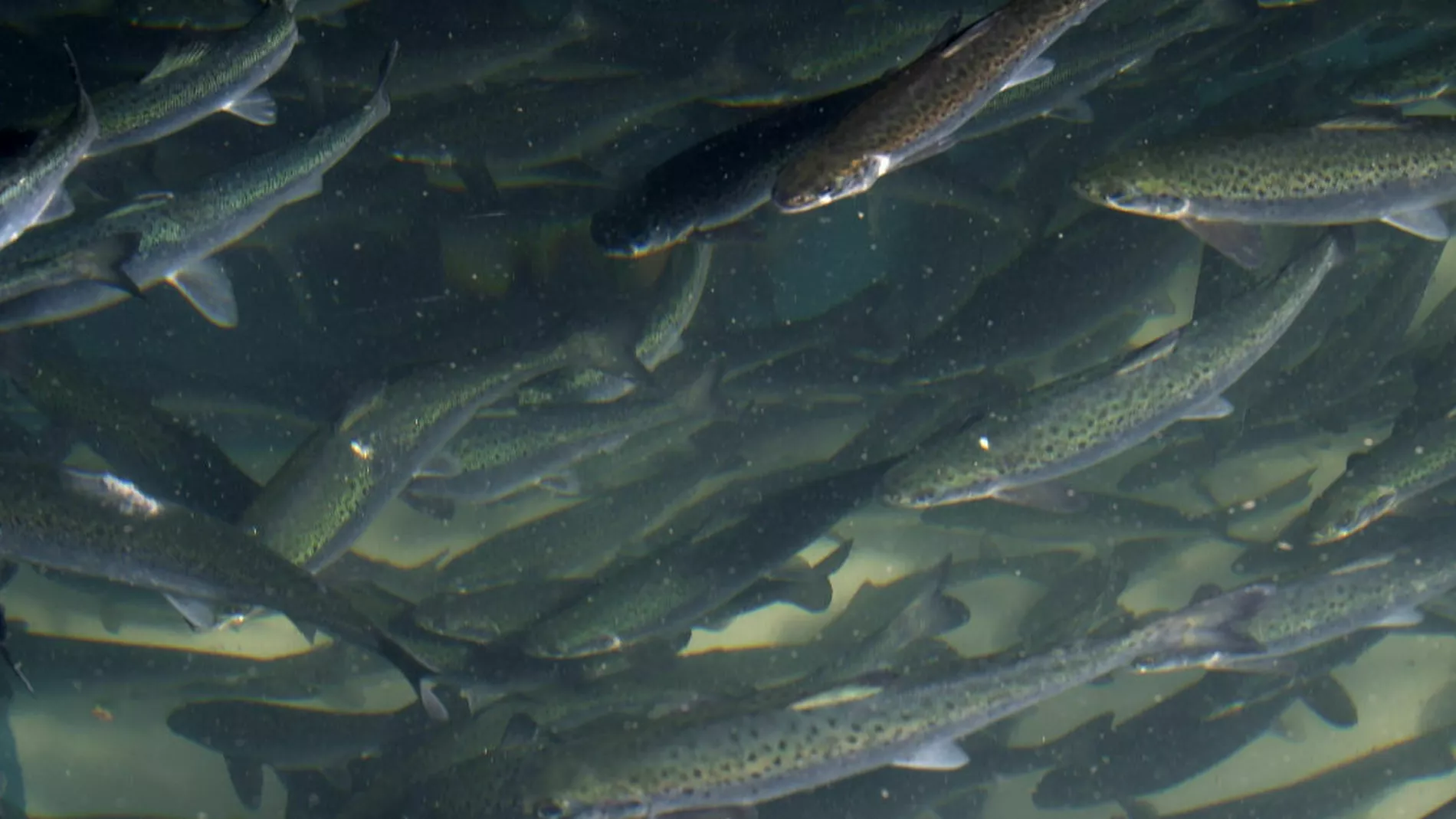 2048px CSIRO Science Image 7439 Atlantic salmon in tanks