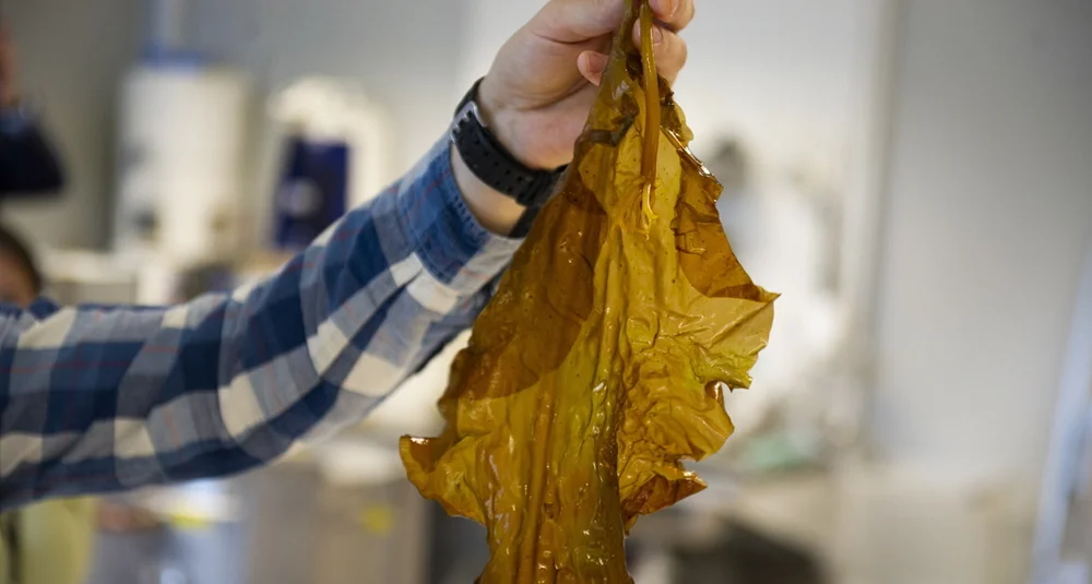 Gemini sintef brunalge foto Karoline Ravndal Lorentzen