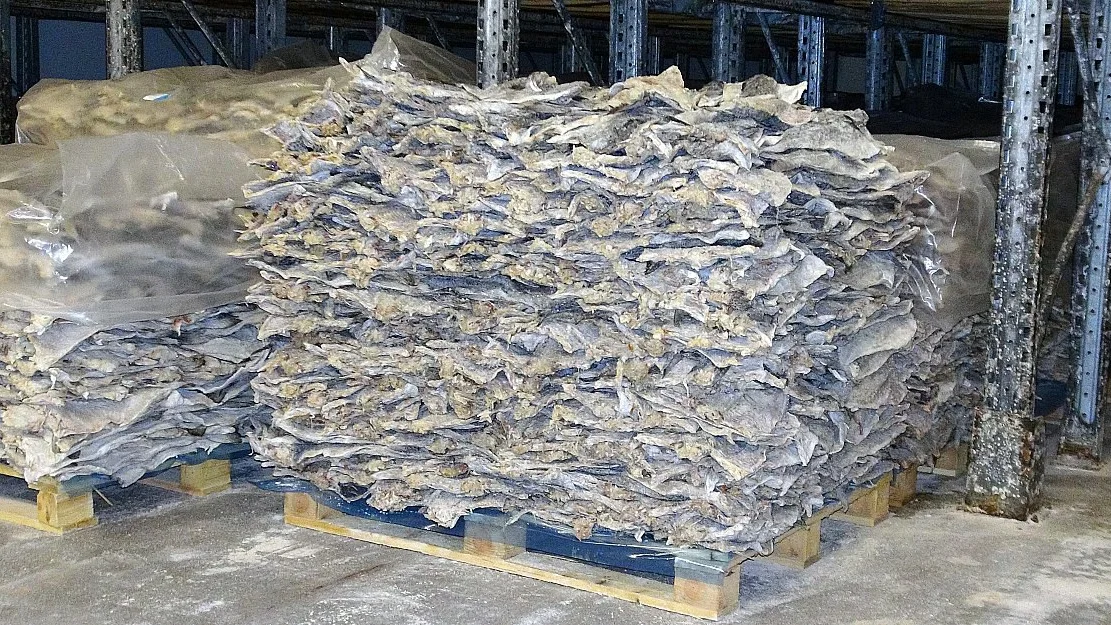 Daarlig aar for Fjordlaks