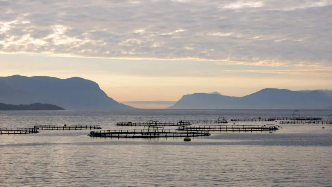 Oppdrett Vartdalsfjorden
