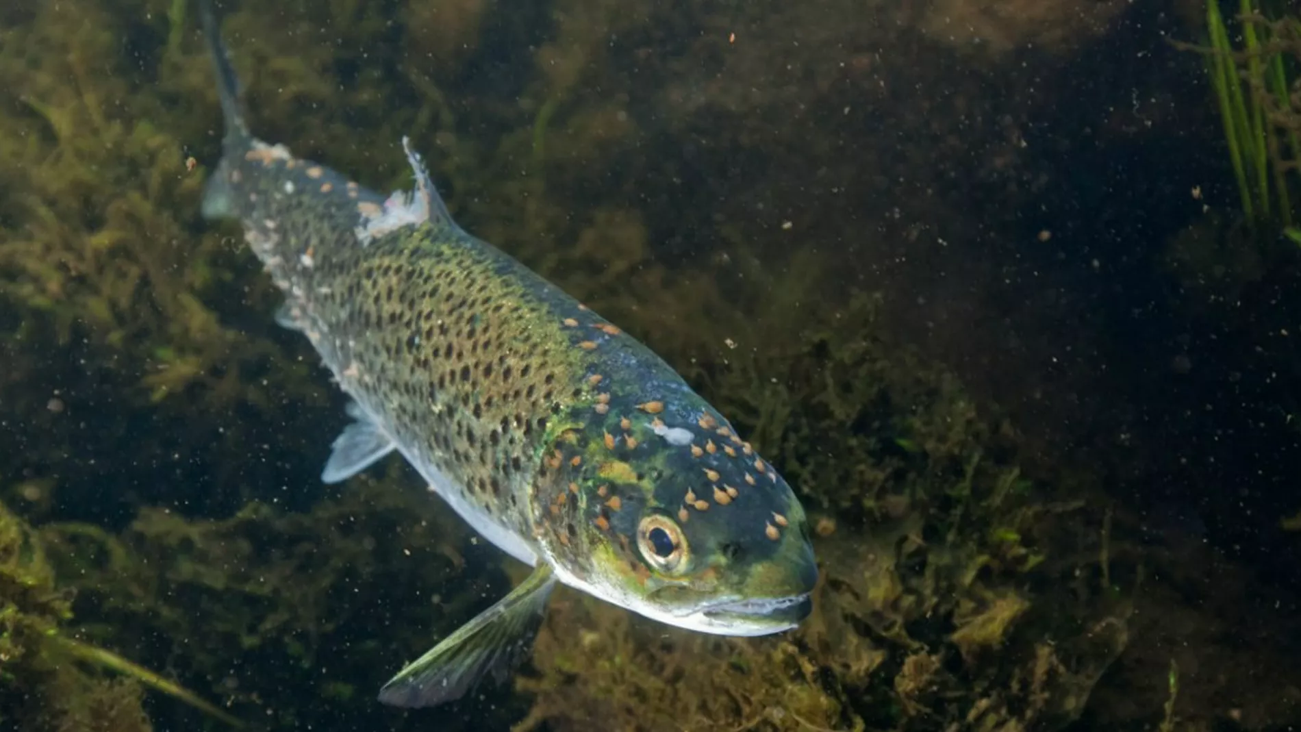 Slaar fast at lakselus og roemt fisk er de stoerste miljoeproblemene