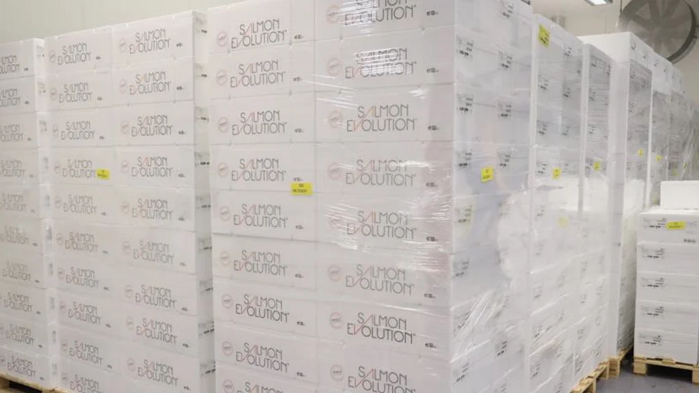 Salmon evolution laks pakket foto salmon evolution 11