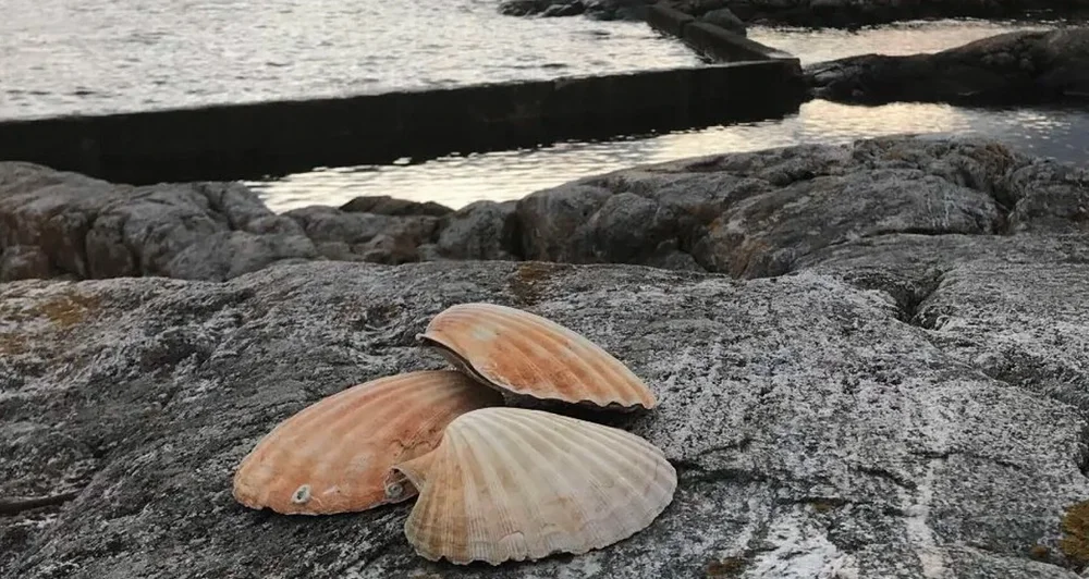 Haneskjell foto Ava Ocean 11