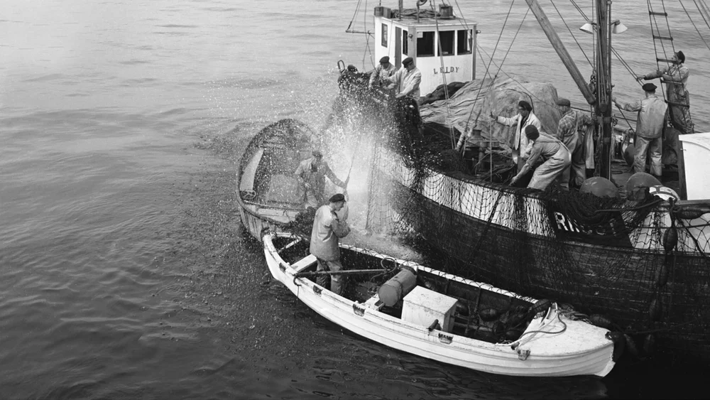 Størjefiske IKKE GJENBRUK foto npk