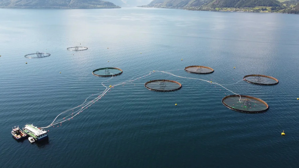 Gadus Alida Voldsfjorden torskeoppdrett foto Gadus Group