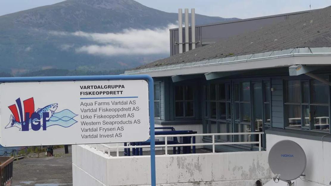 Her er mesteparten av smolten over 500 gram