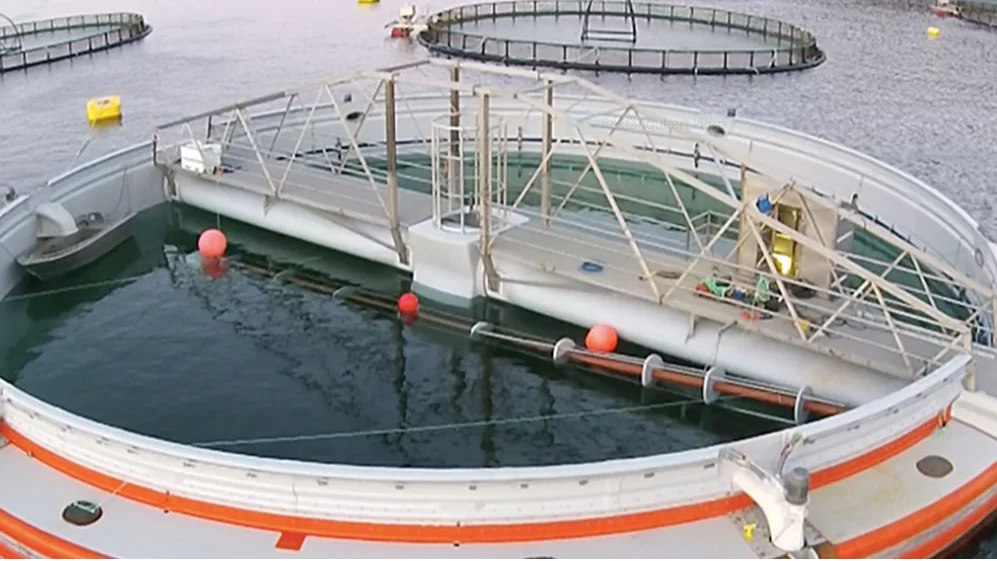 Rettssak etter at oppdrettsmerd havarerte