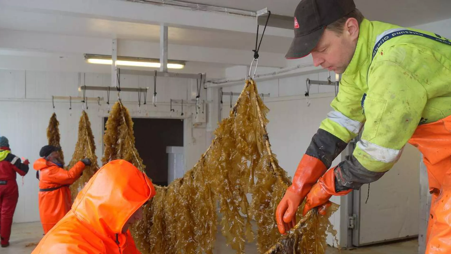 Nye artar kan auke norsk havbruk