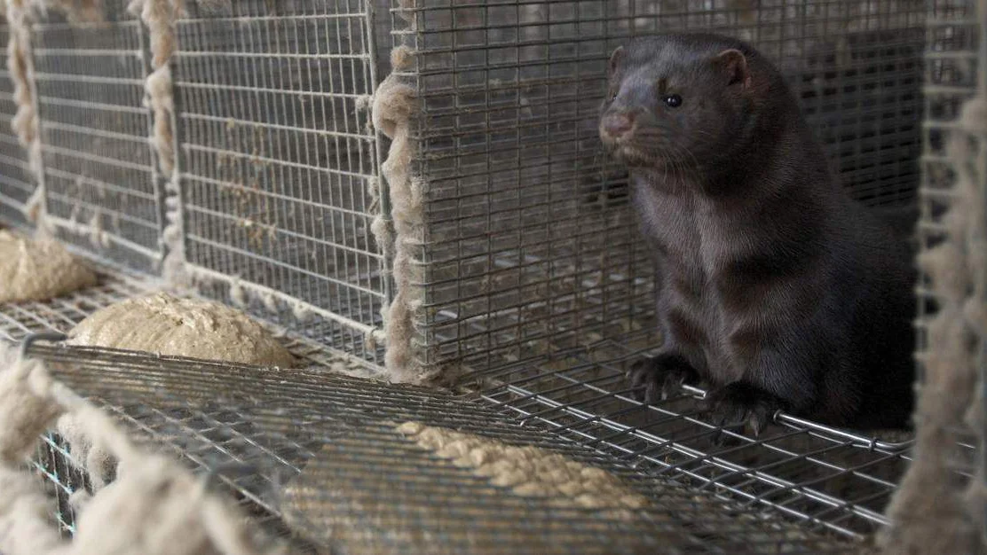 Vil avvikle pelsdyrnaeringa innan 2025