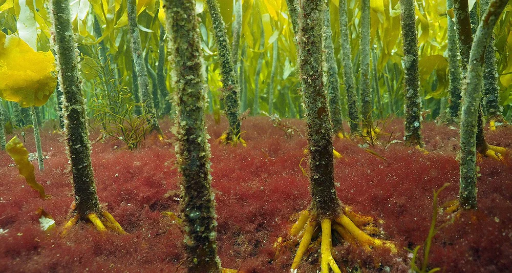 Havbotn IKKE GJENBRUK FOTO NPK