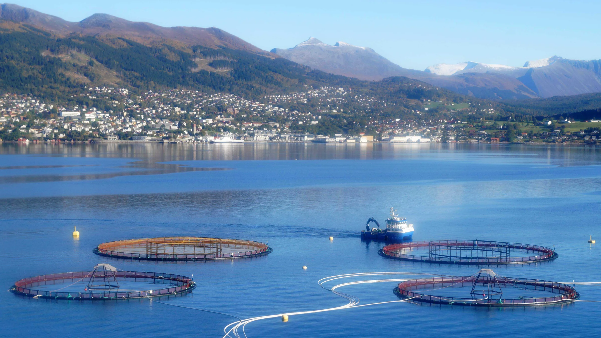 Skal forske paa fiske naer oppdrettsmerder