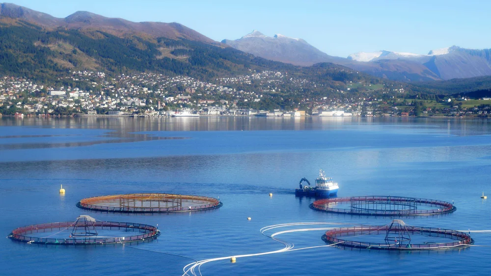 Skal forske paa fiske naer oppdrettsmerder