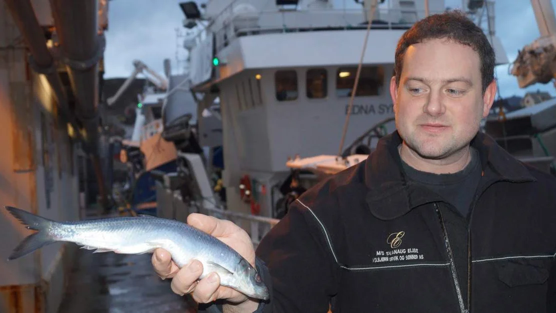 Silda kjem fraa vest ikkje fraa nord