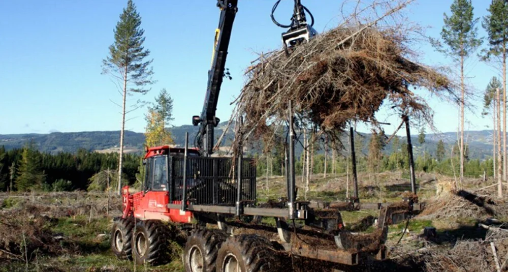Skogbruk bioeneegi foto glocal green