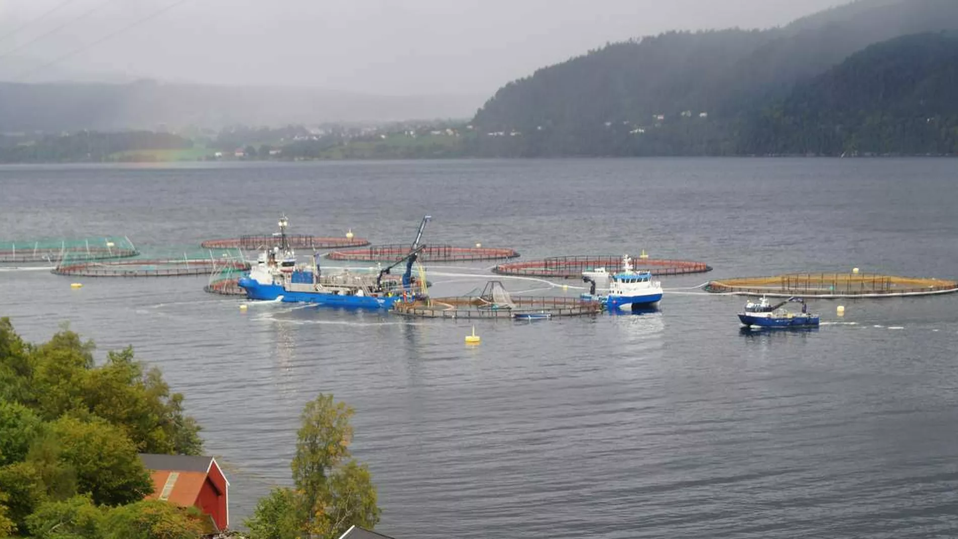 Proevar aa drepe lusa med varmevatn