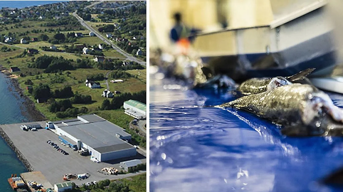 Scanprod saltfisk foto scanprod