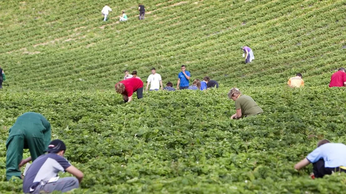 Vil leige fly til baerplukkarar