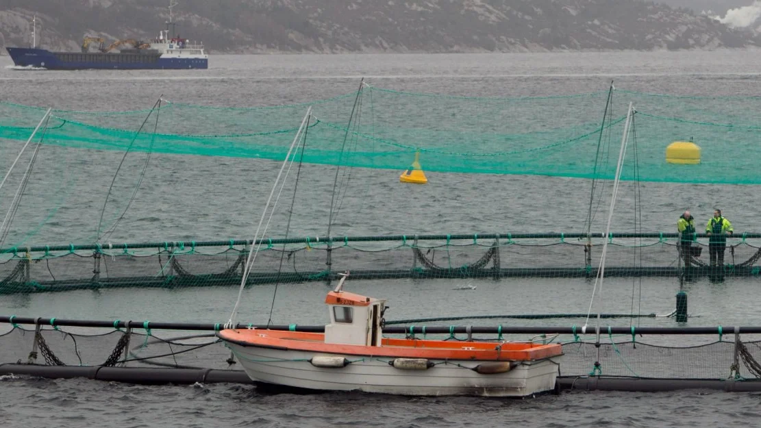 Kommune avgift paa oppdrettsnaeringa