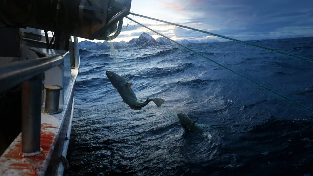 Torsk IKKE GJENBRUK foto npk