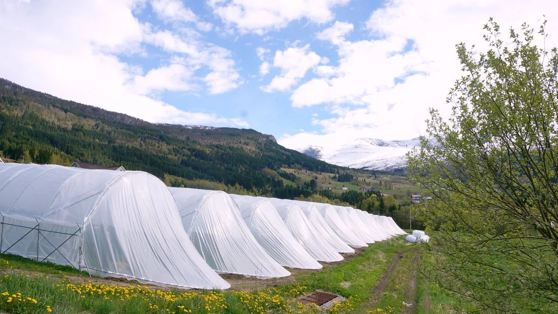 Gartnerhallen spaar mindre baer
