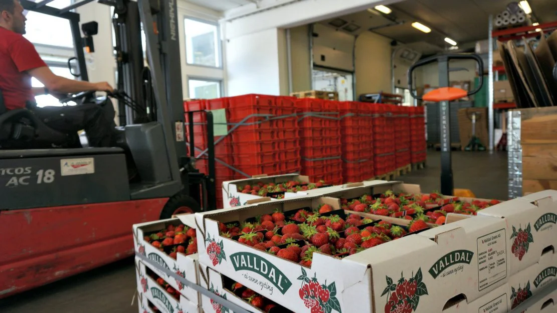 Mot god jordbaersesong i Valldal