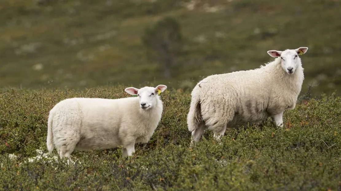 Mykje kvalitetsrikt fjellbeite paa Vestlandet