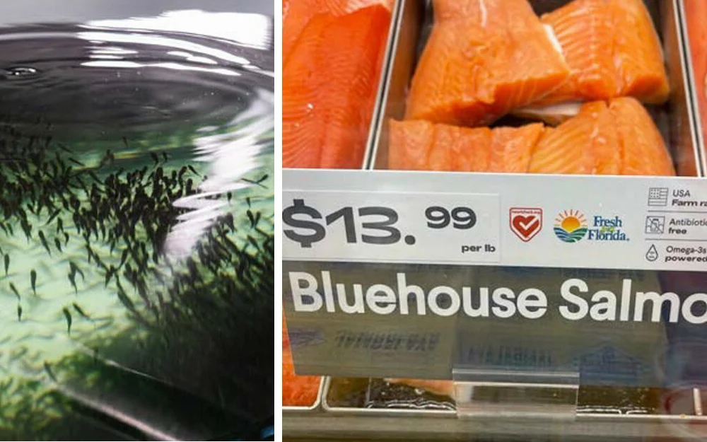 Atlantic Sapphire fisketank bluehouse foto Atlantic Sapphire 11