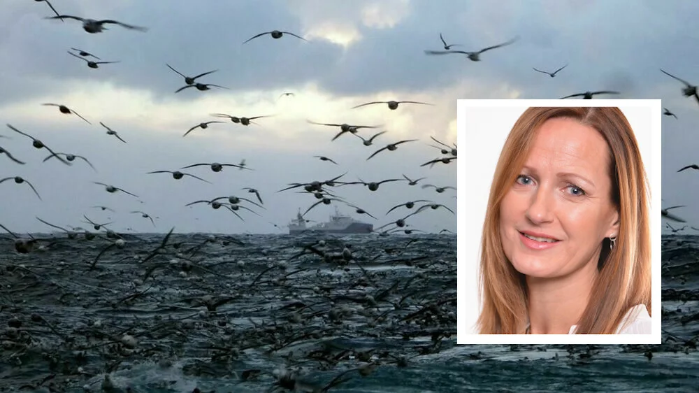 Fiskeri innfelt kariann dimmen flovikholm illustrasjonsfoto lerøy havfiske 11