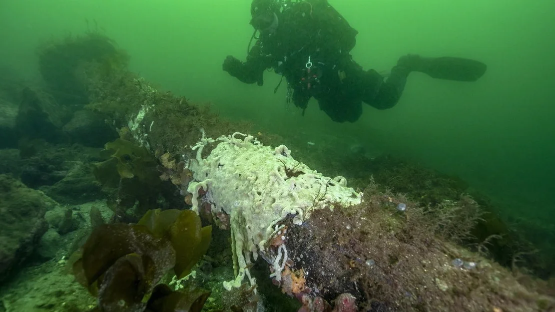 Havnespy hamnespy foto Rudolf Svensen Havforskningsinstituttet 11