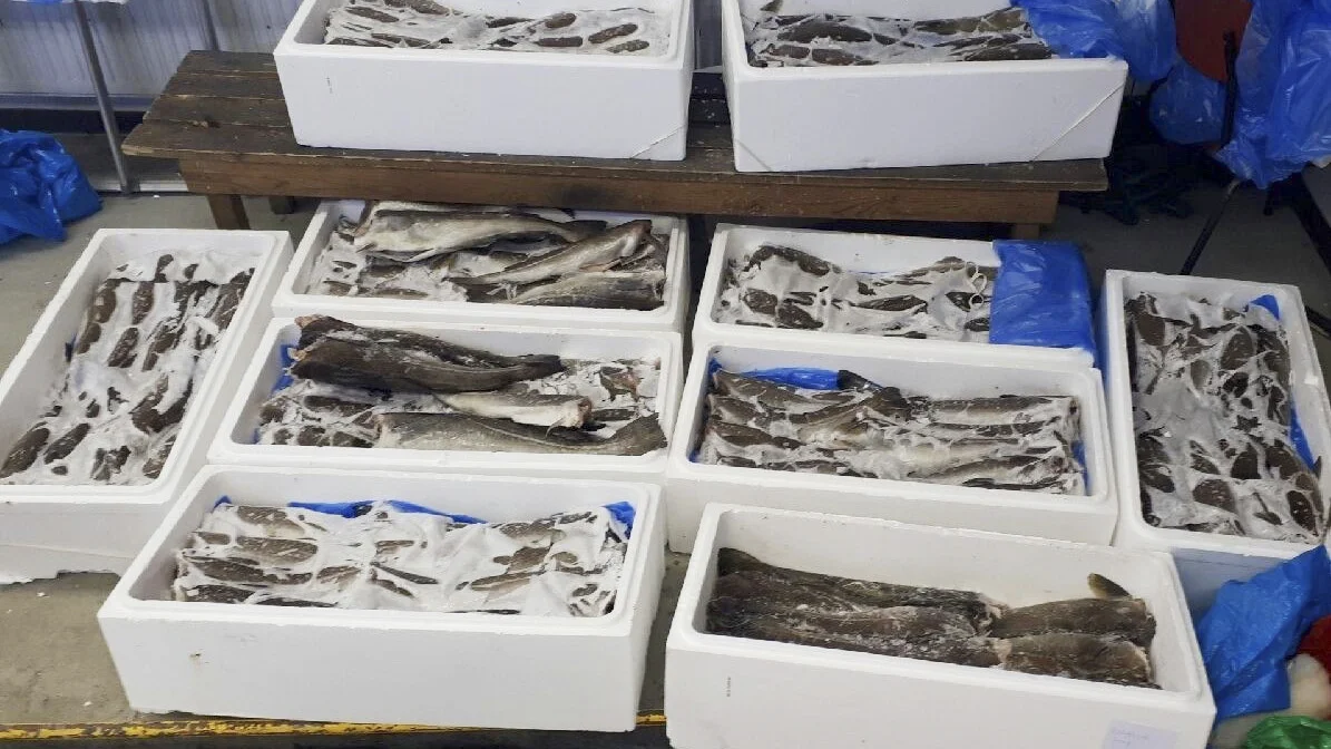 NTB Aj P Kc4 I Udp A