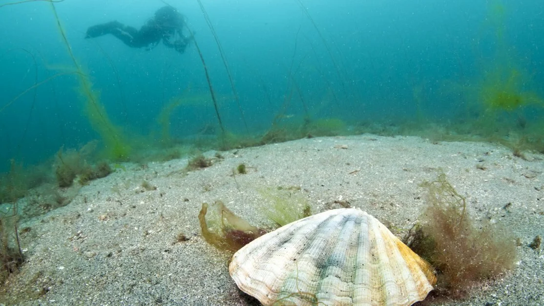 Kamskjell IKKE GJENBRUK FOTO NPK 1