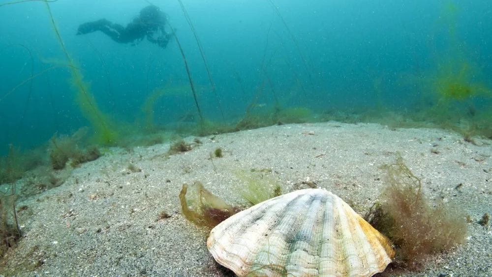 Kamskjell IKKE GJENBRUK FOTO NPK 1