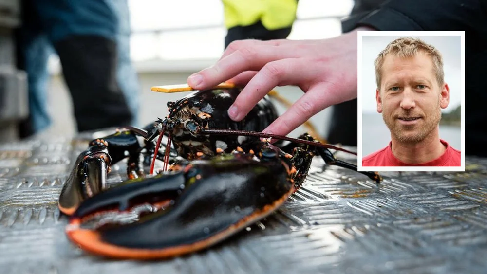 Hummar innfelt alf ring kleven Foto Christine Fagerbakke Havforskingsinstituttet 11