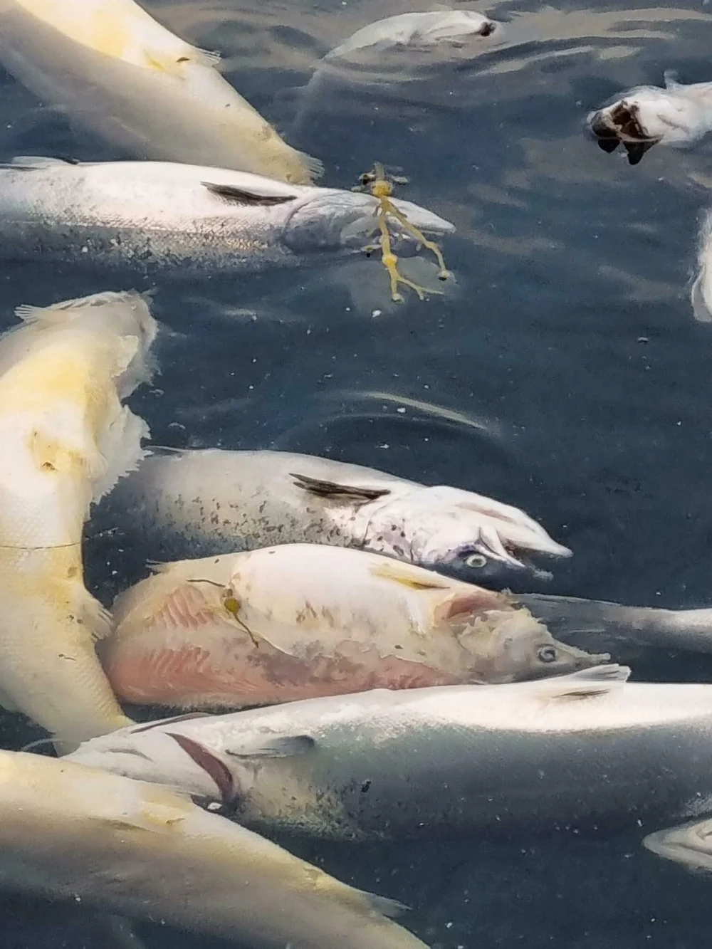 Seivik lokalitet Reitholmen bilde3 20230921