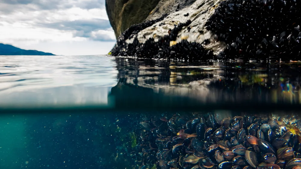 Blåskjell foto Arnbjørg Aagesen Havforskningsinstituttet