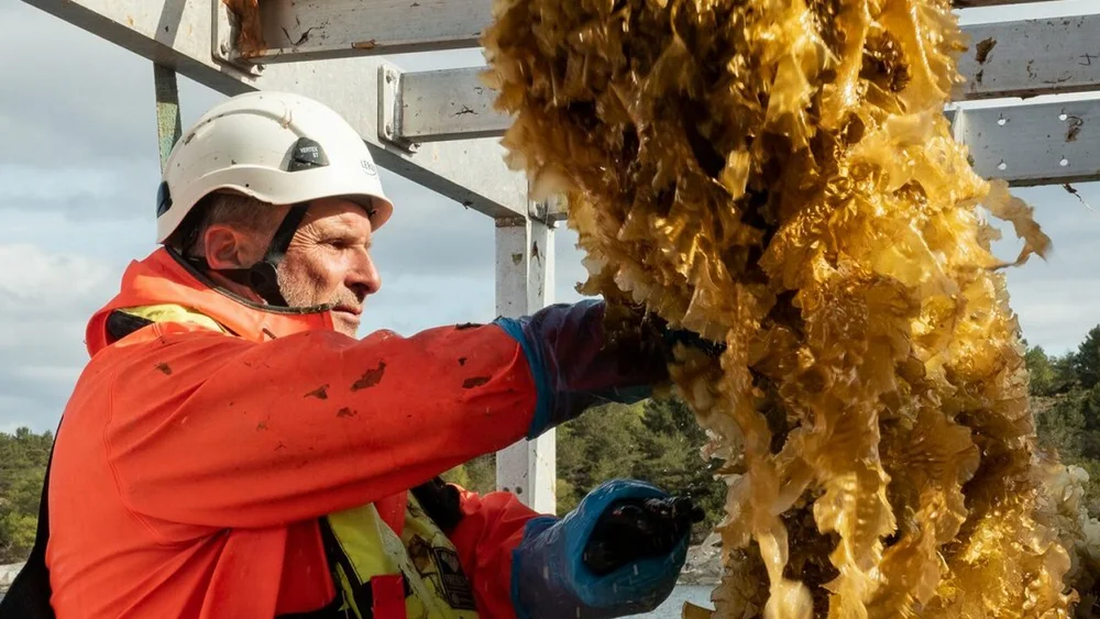 Harald Sveier IKKE GJENBRUK foto npk 11