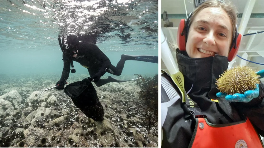 Ava Ocean montasje kråkeboller Dagny Elise Anastassiou foto Clément BRUN Wild Lab Projects Ava Ocean