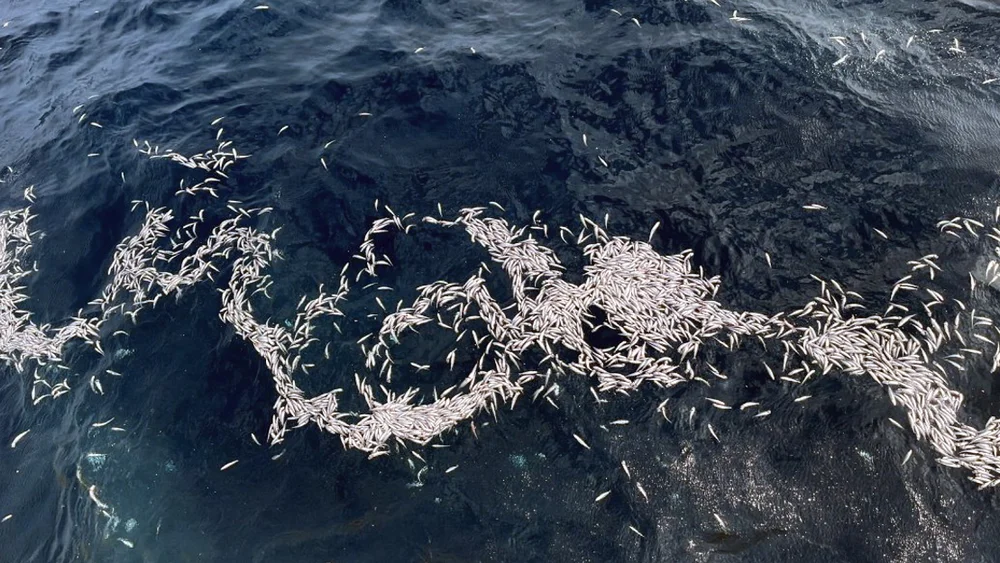 Kolmule død fisk foto fiskeridirektoratet