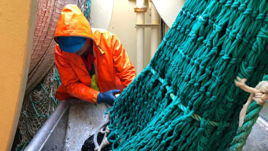 Sildegytetokt 2019 fra trålhal i pos N6742 E0951 sørvestkanten av Røstbanken Her blir fangsten sluppet ned i bingen til fiskelaben Fotograf Jostein Røttingen Copyright tekst Jostein Røttingen Havforskningsinstituttet